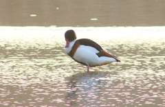 P4590710：ツクシガモ_R