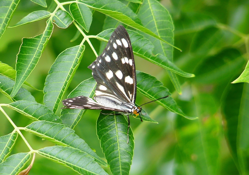P1230599：ゴマダラチョウ_R