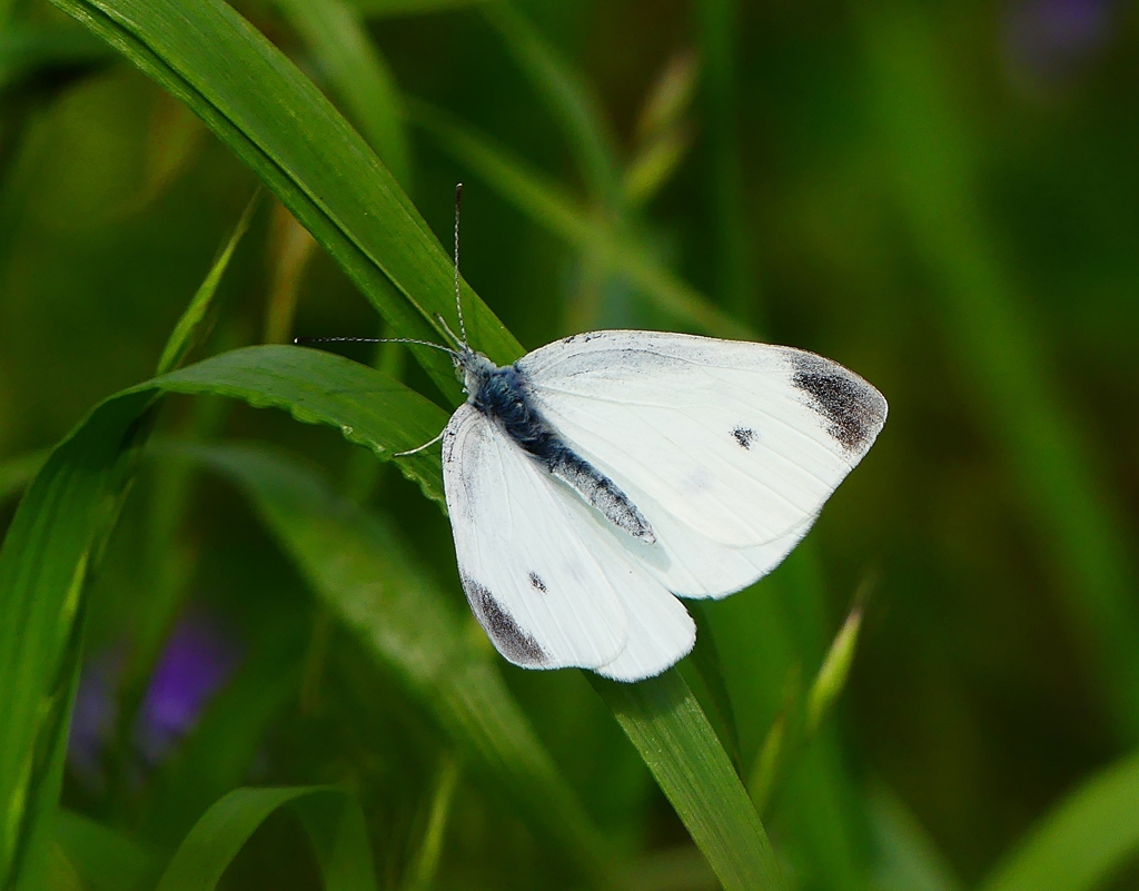 P4090307：モンシロチョウ_R