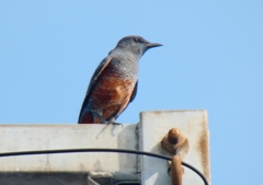 P1070372：イソヒヨドリ（オス）_R