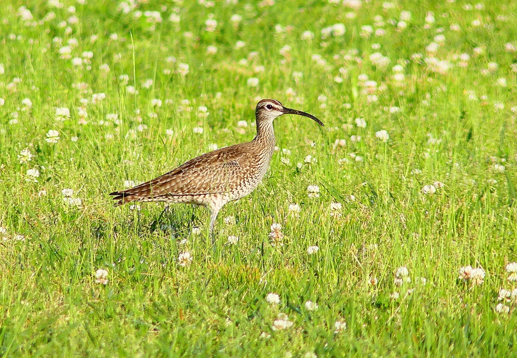 P4950592：チュウシャクシギ_R
