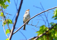 P1980565：ウグイス_R