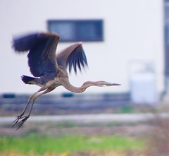 P1400780：ムラサキサギ_R
