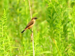 P4350605：ノビタキ_R