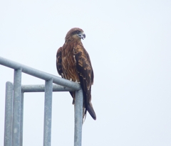 P4300022：トビ_R