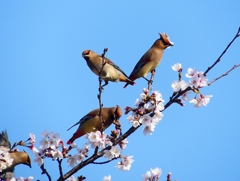 P3970837：桜にヒレンジャク_R