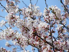 P4870416：背割堤の桜_R