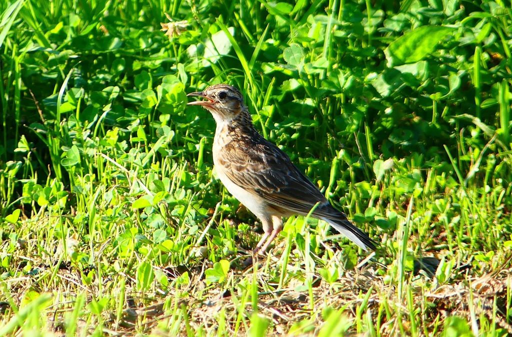 P1040435：ヒバリ_R
