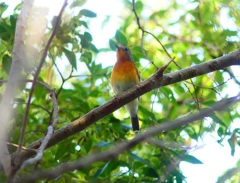 P4440502：ムギマキ（若鳥）_R