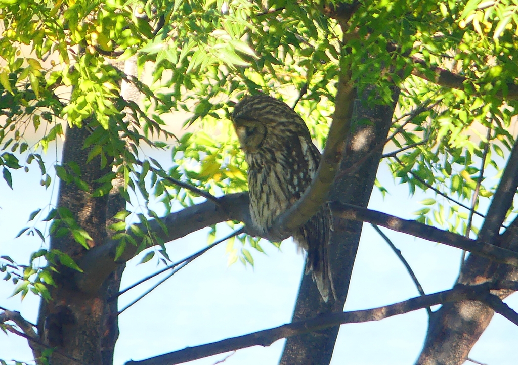 P1450294：フクロウ_R