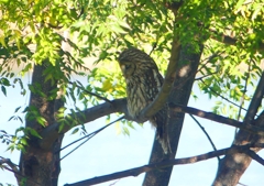 P1450294：フクロウ_R