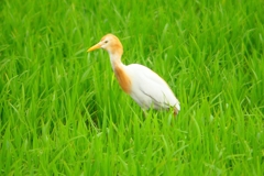 P1050905：アマサギ_R