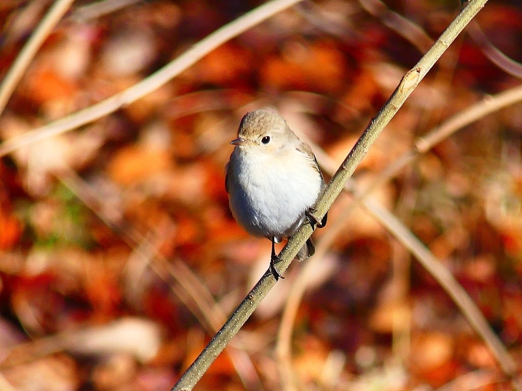 P4620191：ニシオジロビタキ_R