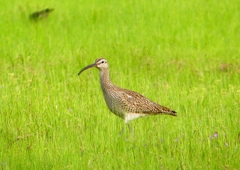 P1990551：チュウシャクシギ_R