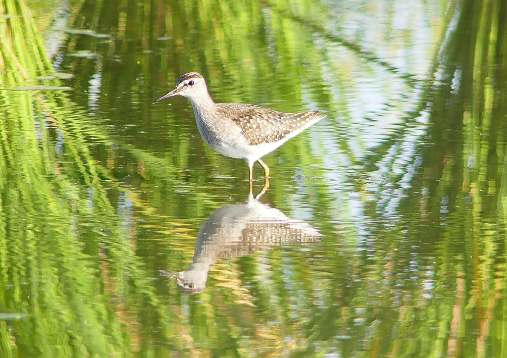 P1250463：タカブシギ_R