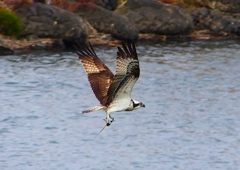 P1850167：魚捕ったミサゴ_R