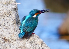 P1780542：カワセミ（オス）_R