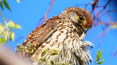 P1980869：チョウゲンボウ-19_R