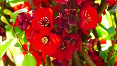 P1900285：ボケの花_R