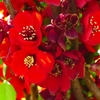 P1900285：ボケの花_R