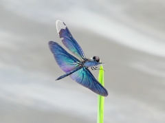 P1050471：チョウトンボ_R