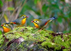 P3770015：ソウシチョウ_R