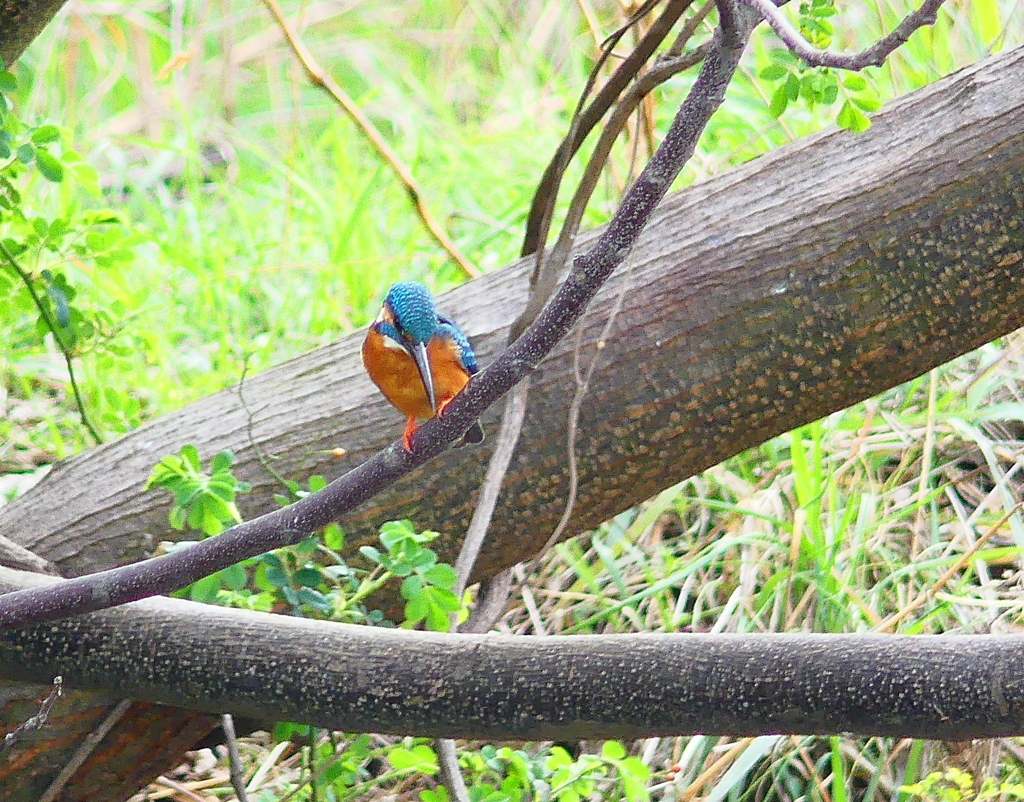 P3910280：カワセミ（オス）_R