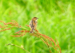 P1970882：セッカ_R