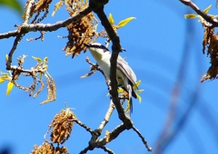 P1950905：サンショウクイ_R