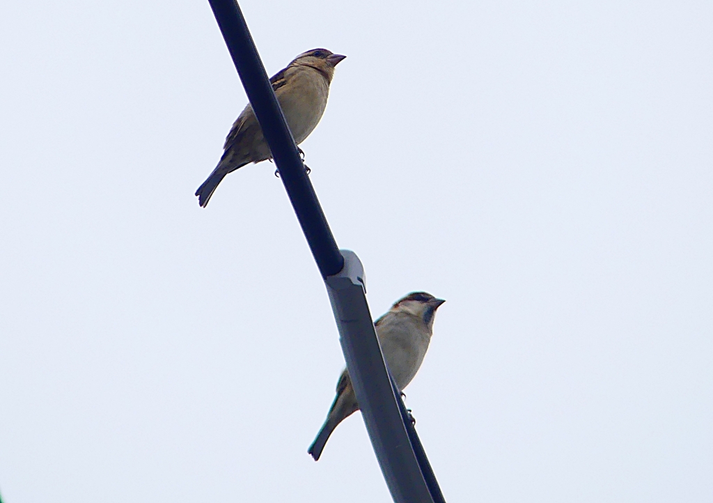 P1400259：ニュウナイスズメ_R