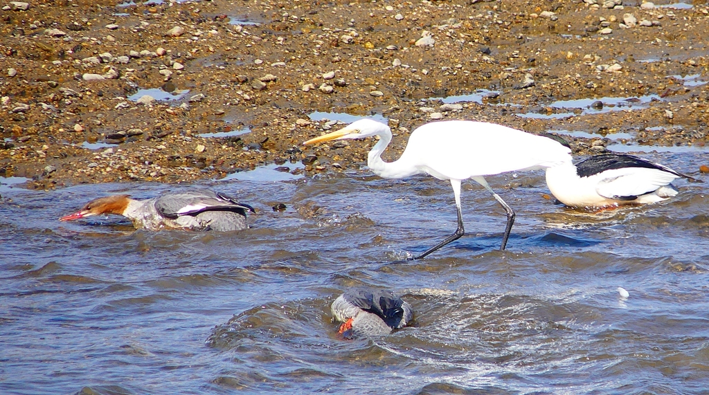 P1880381：カワアイサ他_R
