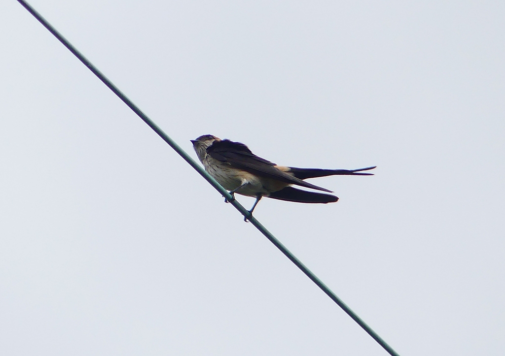 P1230783：コシアカツバメ_R