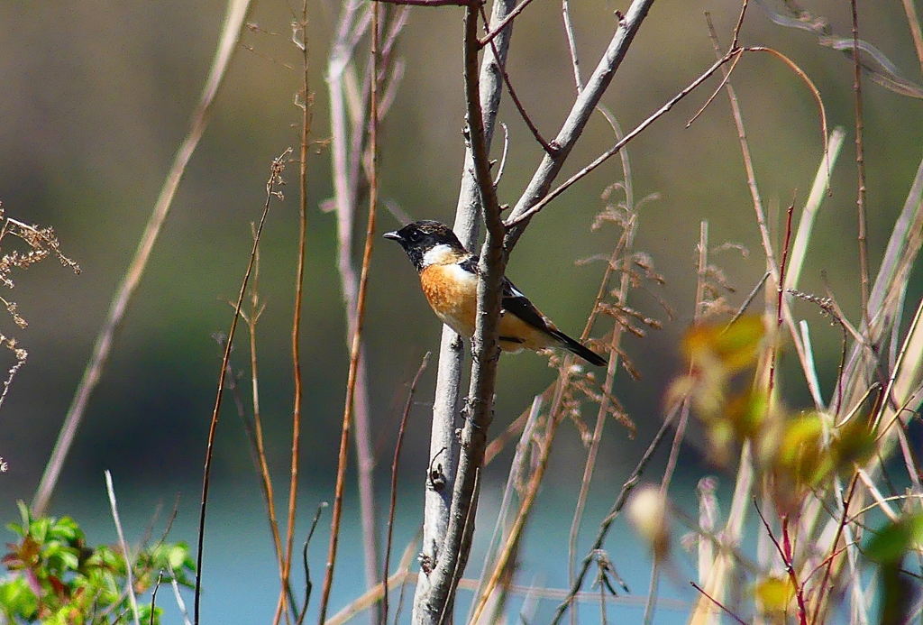 P4850847：夏羽ノビタキ（オス）_R