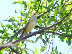 P4980040：オオヨシキリ_R