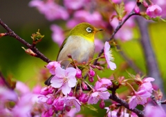 P1870079：河津桜にメジロ_R