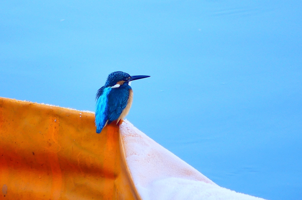 P3740479：カワセミ（オス）_R