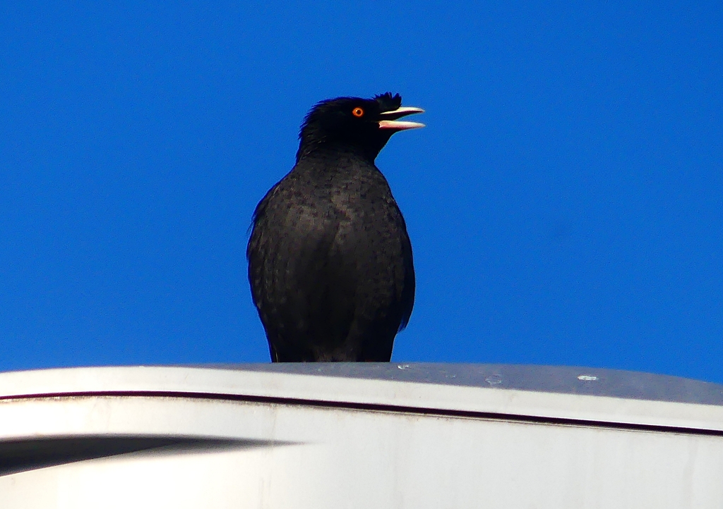 P1920408：ハッカチョウ_R