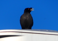 P1920408：ハッカチョウ_R