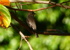 P1290146：エゾビタキ_R