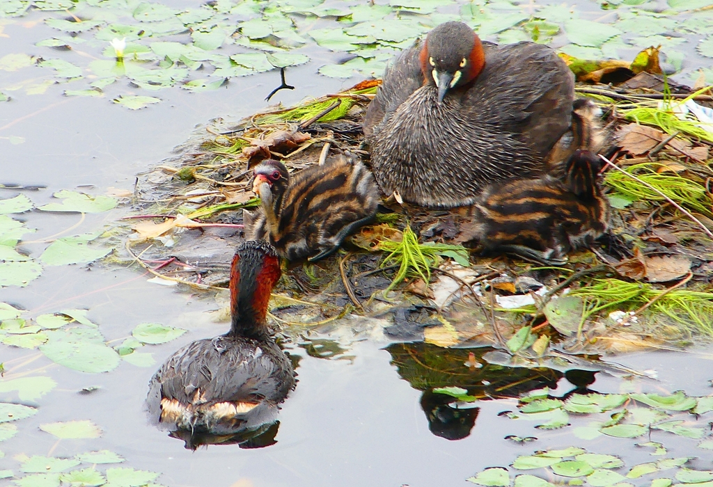 P1020830：カイツブリ親子_R