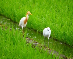P1060350：アマサギ、コサギ_R