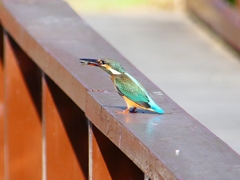 P1140430：カワセミ（メス）_R