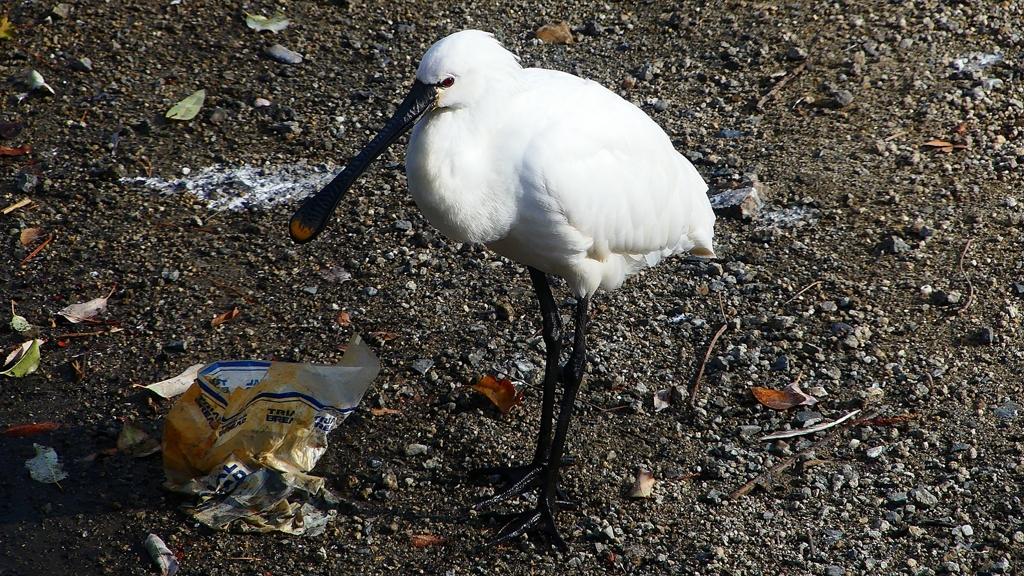 P1680091：ヘラサギ-03_R
