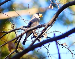 P4650596：イカル_R