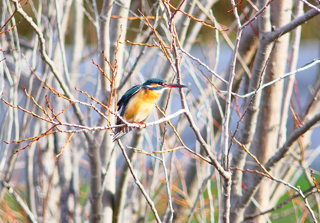 P4770104：カワセミ（メス）_R