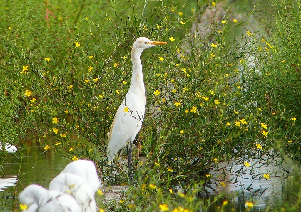 P1230468：アマサギ_R