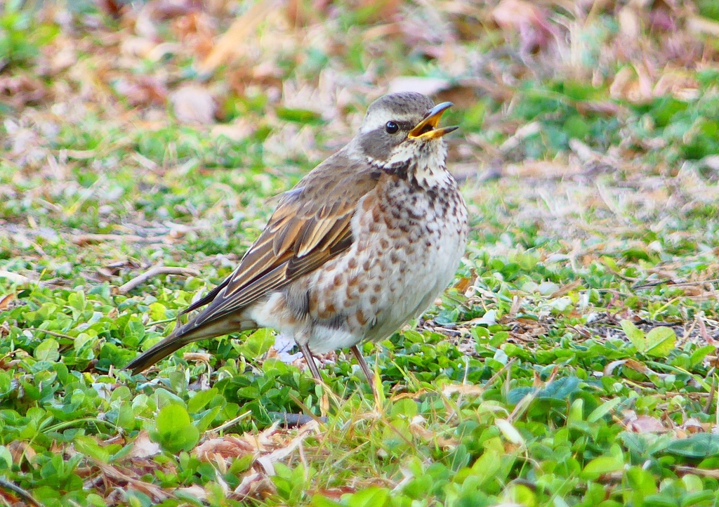 P1790674：ツグミ_R