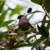 P4670859：ウソ_R