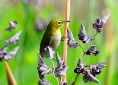 P1020058：メジロ_R