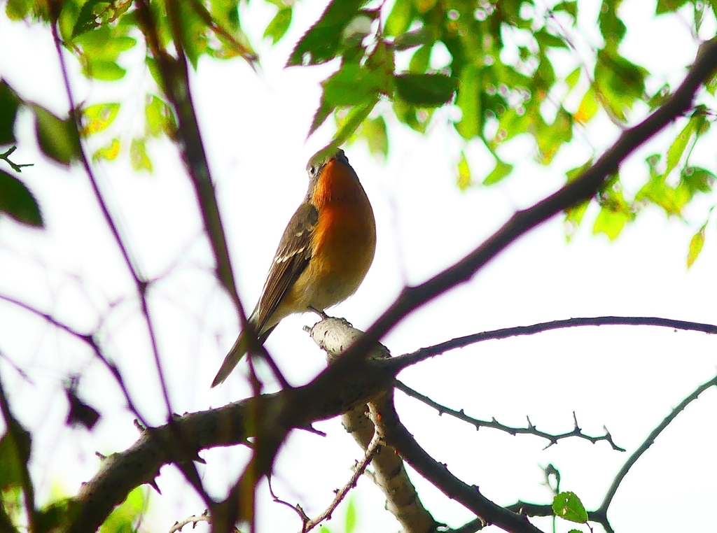 P4440657：ムギマキ（若鳥）_R